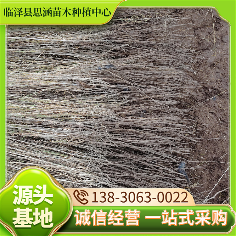 耐盐碱梭梭苗 药用造林绿化苗木 自产自销 思涵