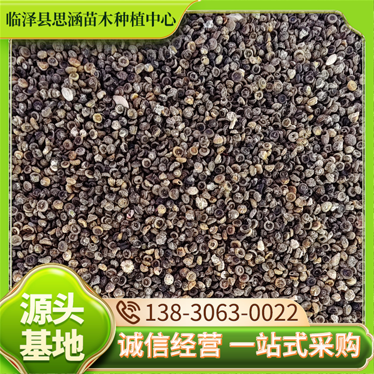 高纯度梭梭种子 遏制土地沙化改良土壤 源头产地 发芽率高 思涵