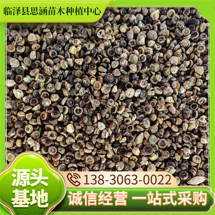 抗旱梭梭种子 荒山复绿固土工程绿化籽 颗粒饱满 播种繁殖 思涵