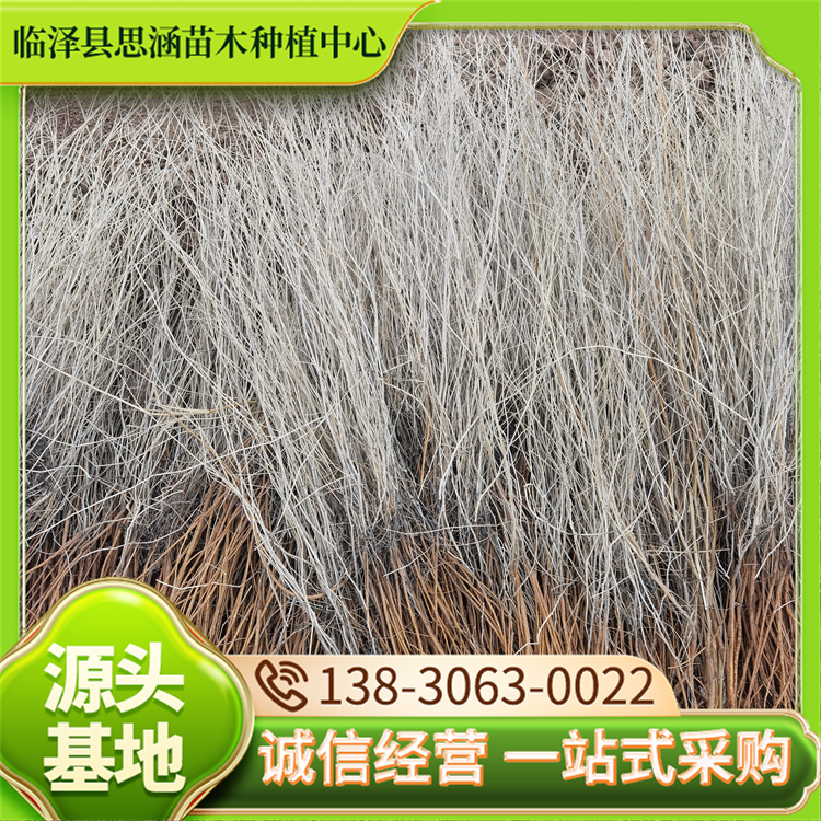 30公分花棒 园绿地庭院中种植 增加绿地色彩 耐盐碱 思涵