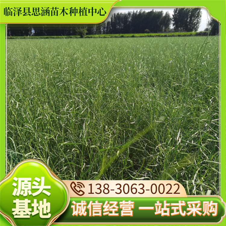 花棒 1年生花棒苗子 高度40公分桦棒苗 耐干旱耐盐碱 思涵