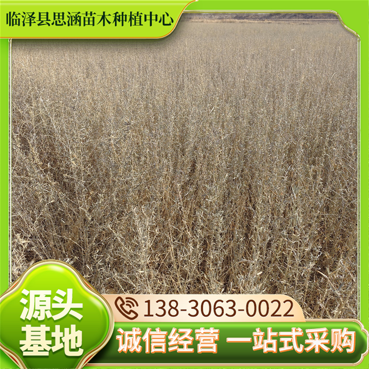 四翅滨藜现货 高度30-70公分一手货源 治理土地沙化苗木 思涵