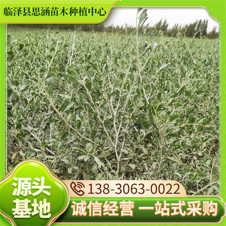 白刺苗批发 苗圃基地直发 根系发达 防止土地沙漠化 思涵