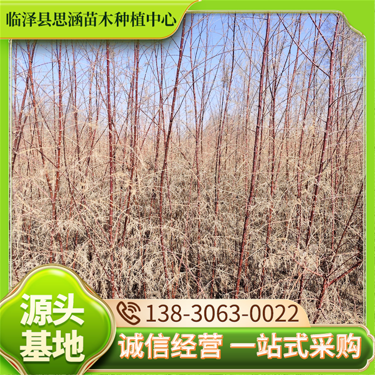 50公分柽柳苗 园林绿化工程苗 耐盐碱 成活率高 思涵