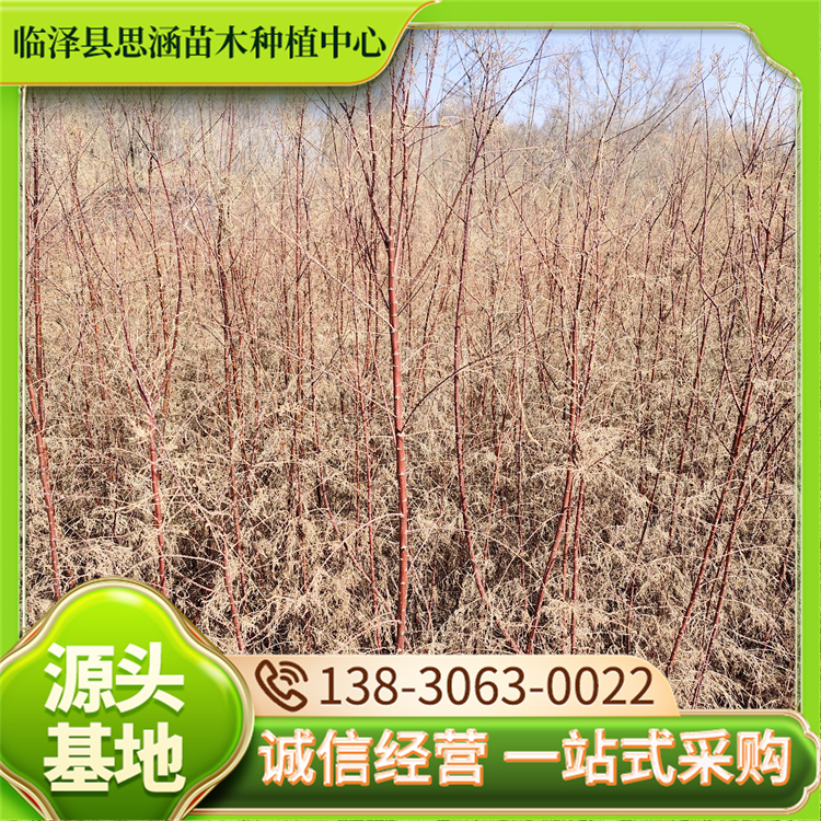 1年生籽播红柳苗 植苗造林调节土壤 根基发达 枝叶繁茂 思涵