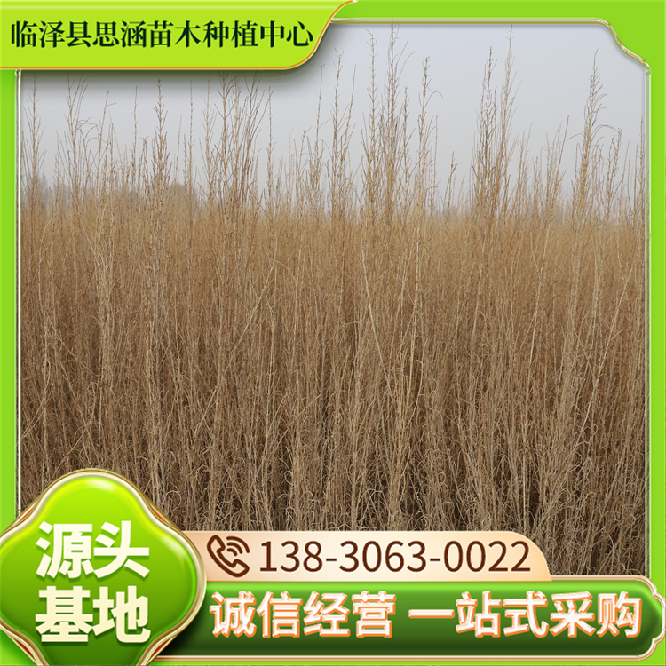 一年生梭梭苗 防沙固沙护坡植物 品种齐全 思涵