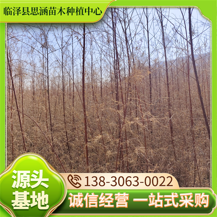 50公分柽柳苗 园林绿化工程苗 易于繁殖嫁接 适应性强 思涵