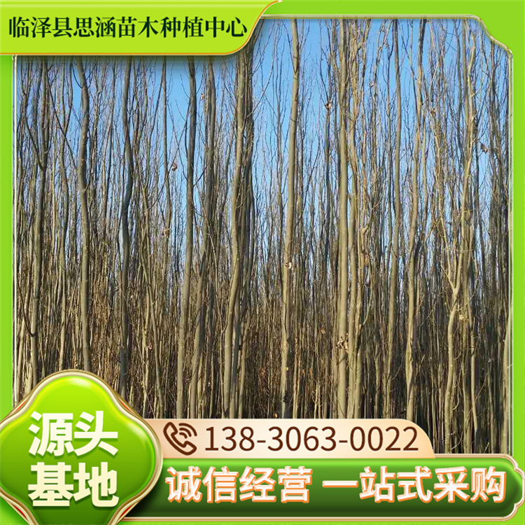 自产自销新 疆杨 1-5年生树苗 行道树防风固沙造林树种 思涵