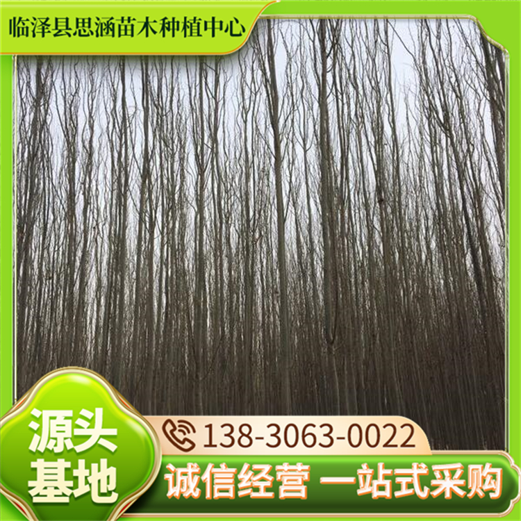 绿化工程新 疆杨 园林绿化防护树苗 耐旱性能优越 思涵