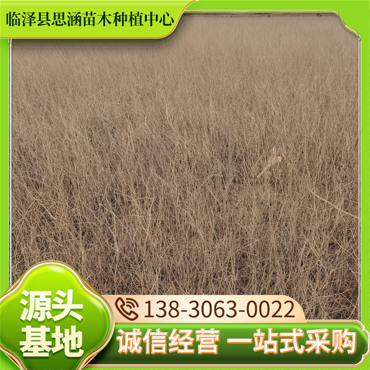 30-70公分花棒种植户 基地直供绿化苗木 适合盐碱土壤生长