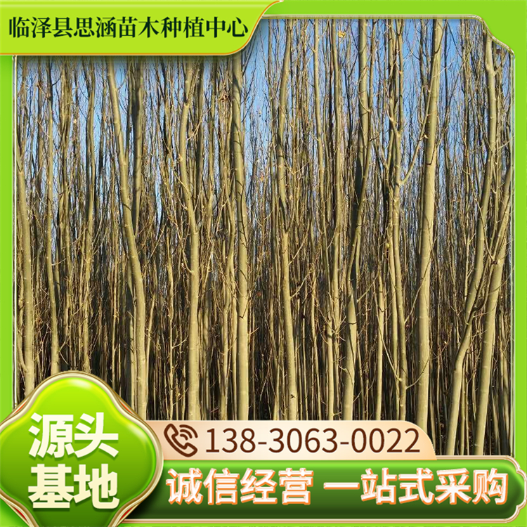 12公分新 疆杨 绿化苗木杨树苗 耐盐碱 成活率高 思涵