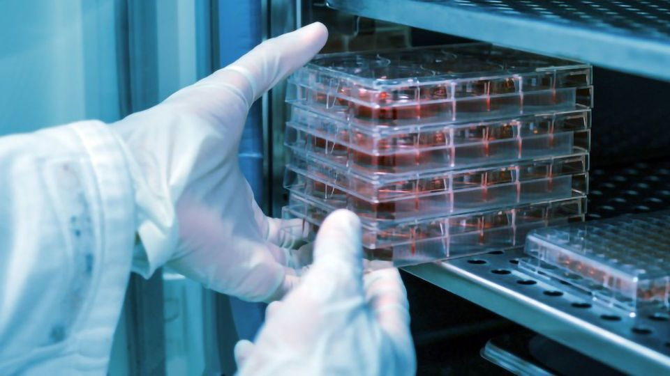 气套式二氧化碳培养箱厂家高温消毒细菌真菌等微生物生长培养