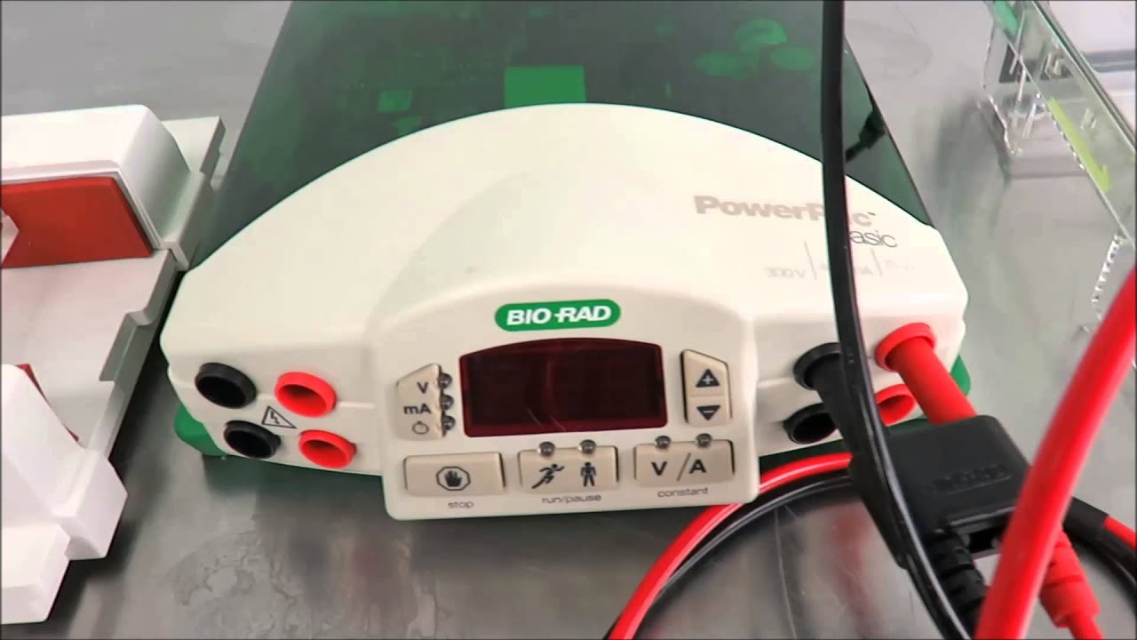 Bio-Rad伯乐蛋白电泳槽电泳仪套装1658033蛋白质电泳分离